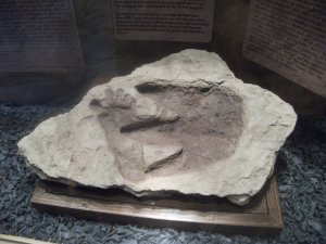 Glendive Dinosaur Museum